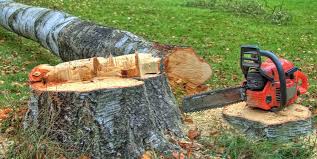 Best Tree Risk Assessment  in Arp, TX