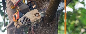 Best Tree Cabling and Bracing  in Arp, TX