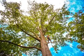 Best Emergency Tree Removal  in Arp, TX