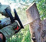 Best Tree Maintenance Programs  in Arp, TX