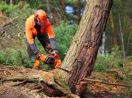 Best Tree Preservation Services  in Arp, TX