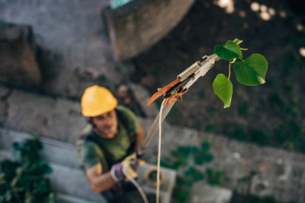 Tree and Shrub Care in Arp, TX