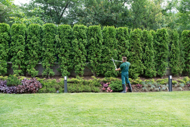 Reliable Arp, TX Tree Services Solutions