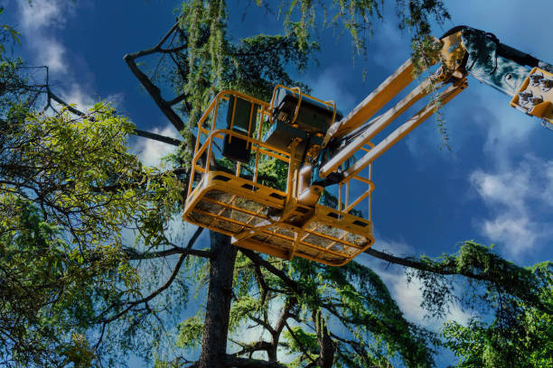 Best Utility Line Clearance  in Arp, TX
