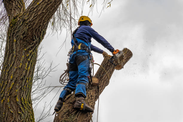 Best Tree Mulching  in Arp, TX