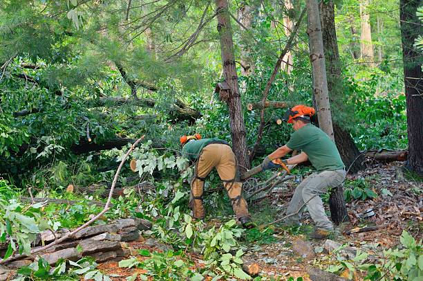 Best Lawn Maintenance Plans  in Arp, TX
