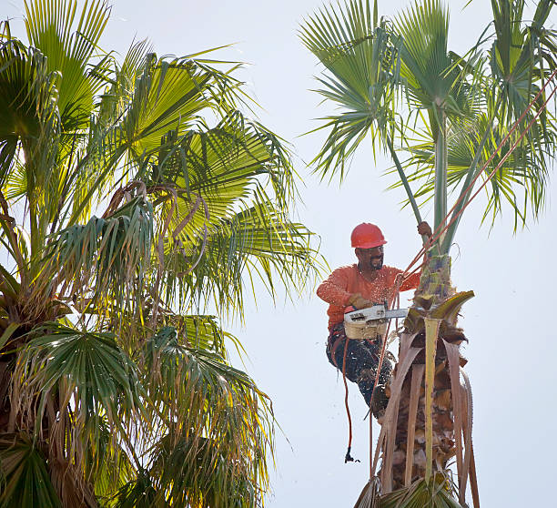 Best Tree Removal  in Arp, TX