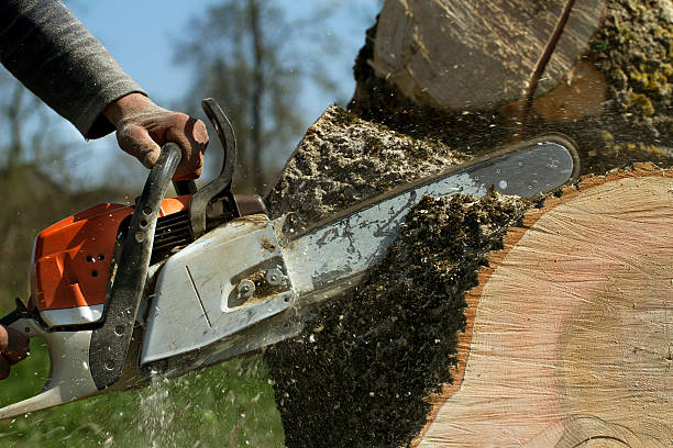 Best Fruit Tree Pruning  in Arp, TX